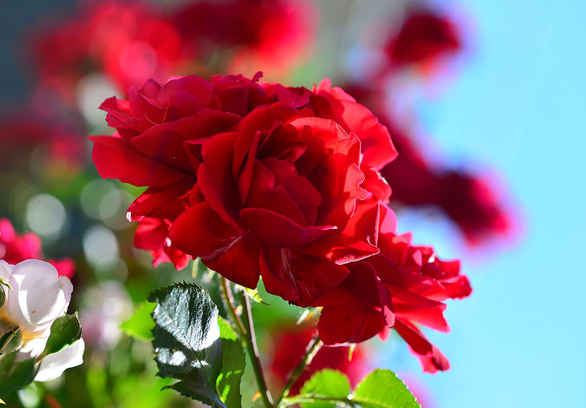 И всё-таки роза - царица цветов! ) - Тамара Бедай 