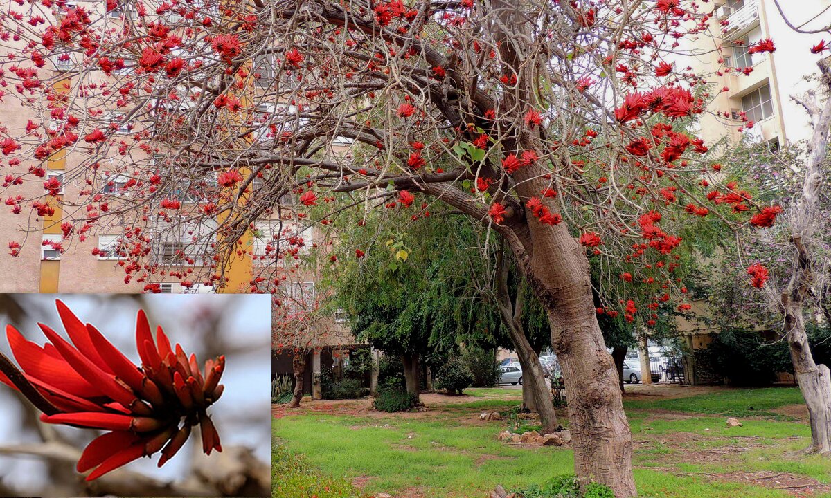 Цветет эритрина -коралловое дерево - Гала 