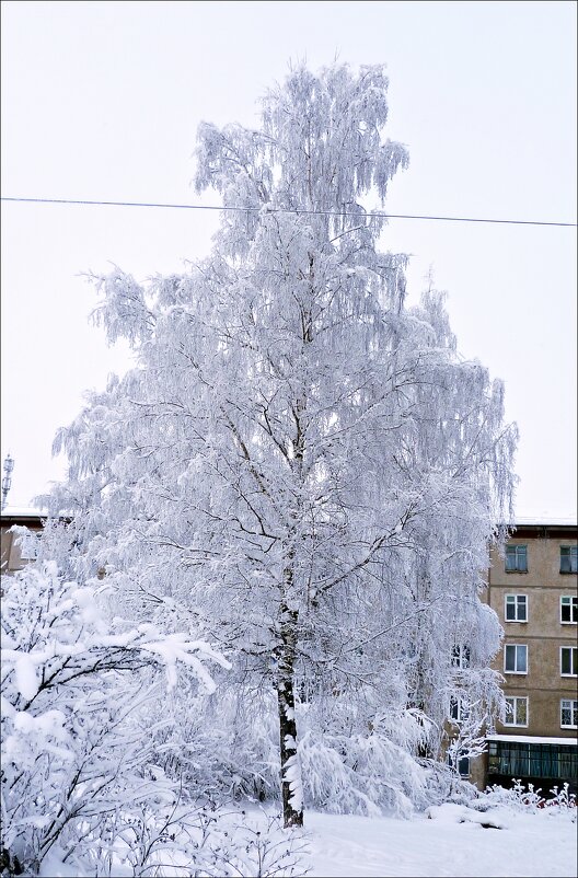 зима - класик 