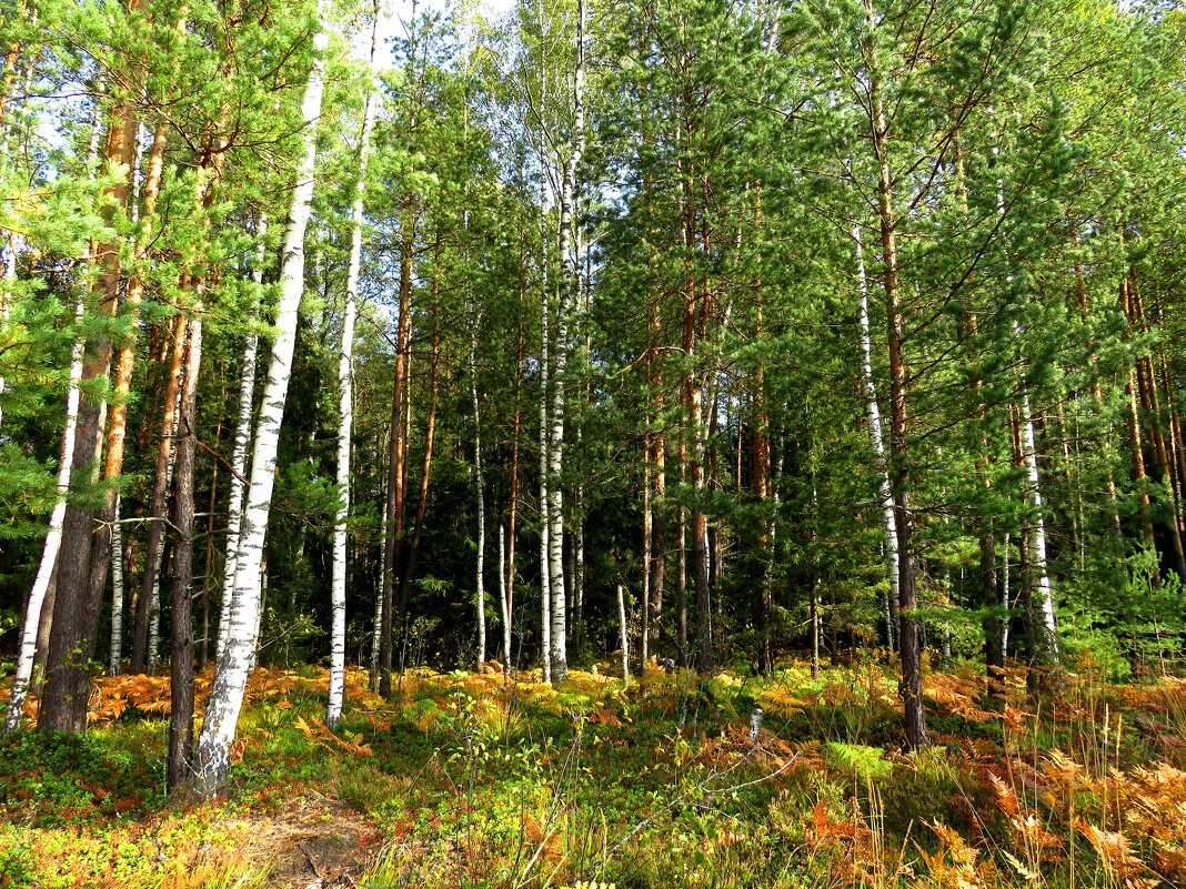 Осень в лесу - Андрей Снегерёв