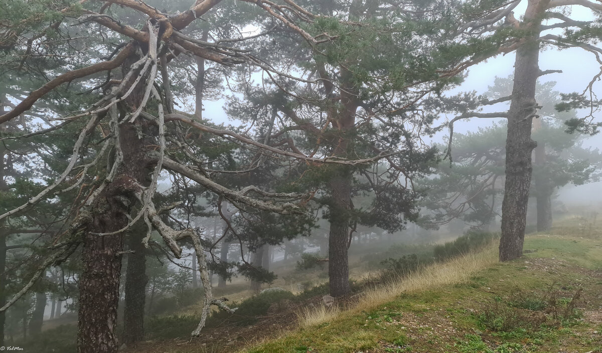 Туман в лесу - Валерий Т