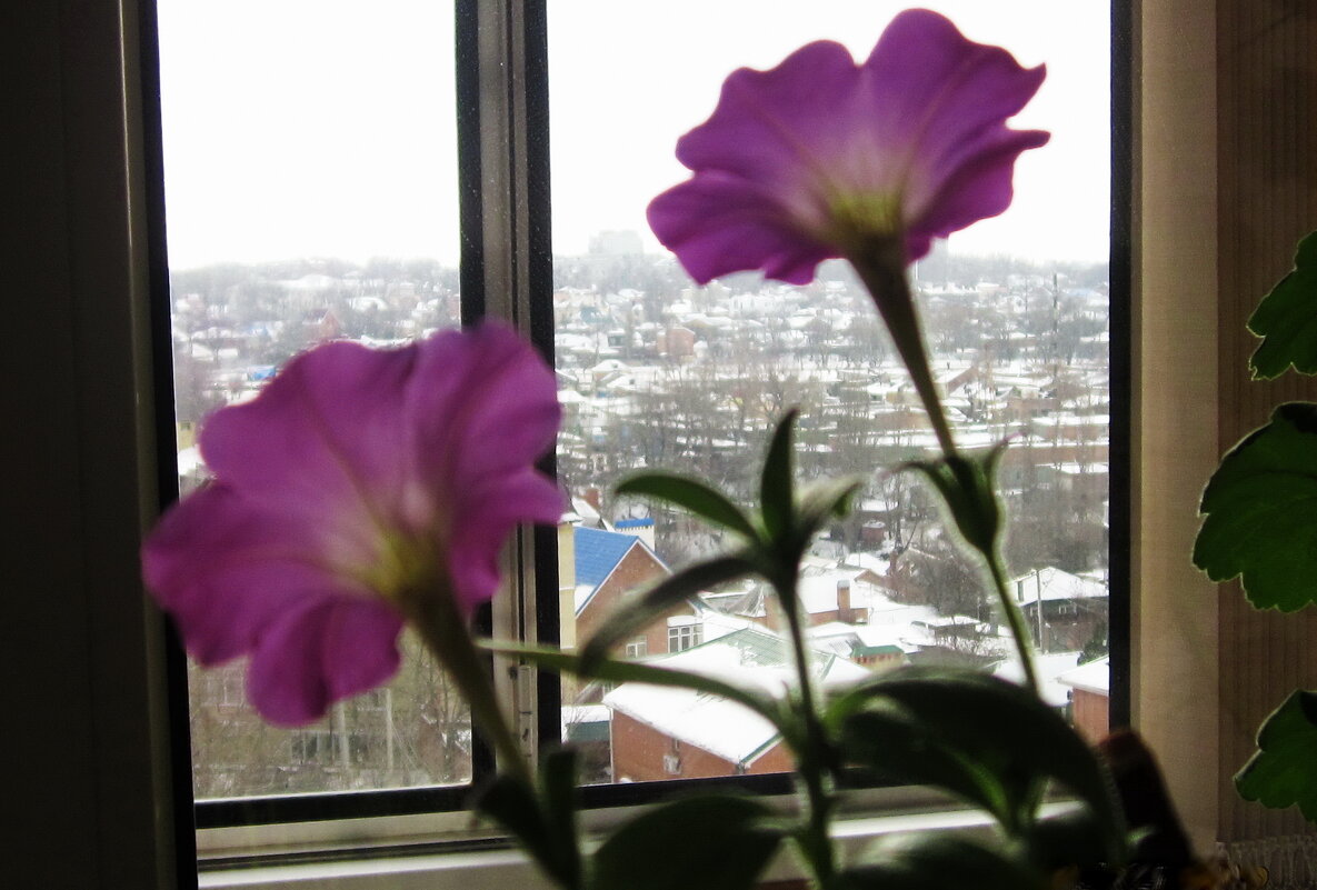 За окном зима, а петуньи цветут - Татьяна Р 