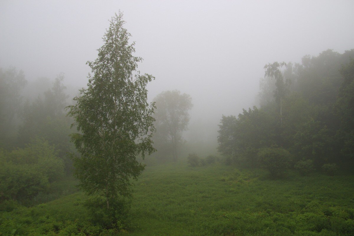 В дымке лесного тумана. - Инна Щелокова