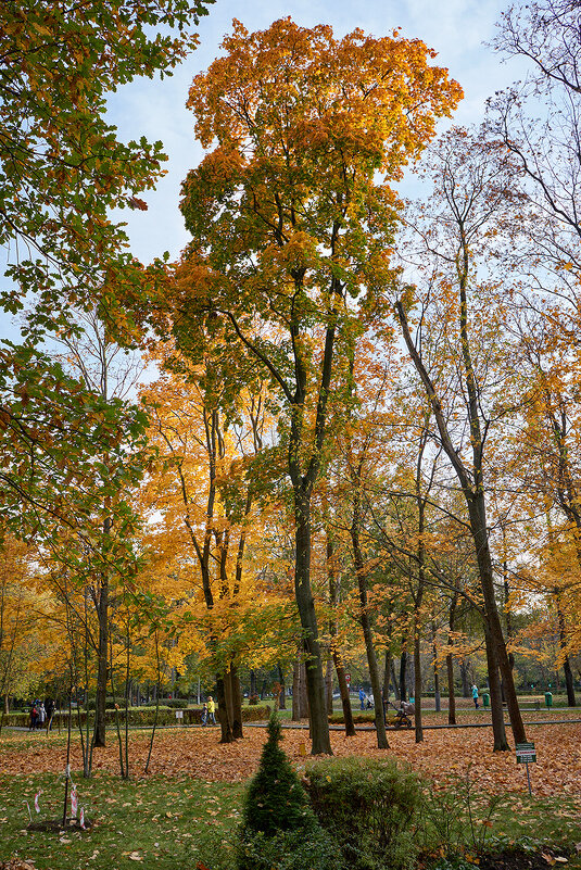 Осень в московском парке - Valeriy(Валерий) Сергиенко