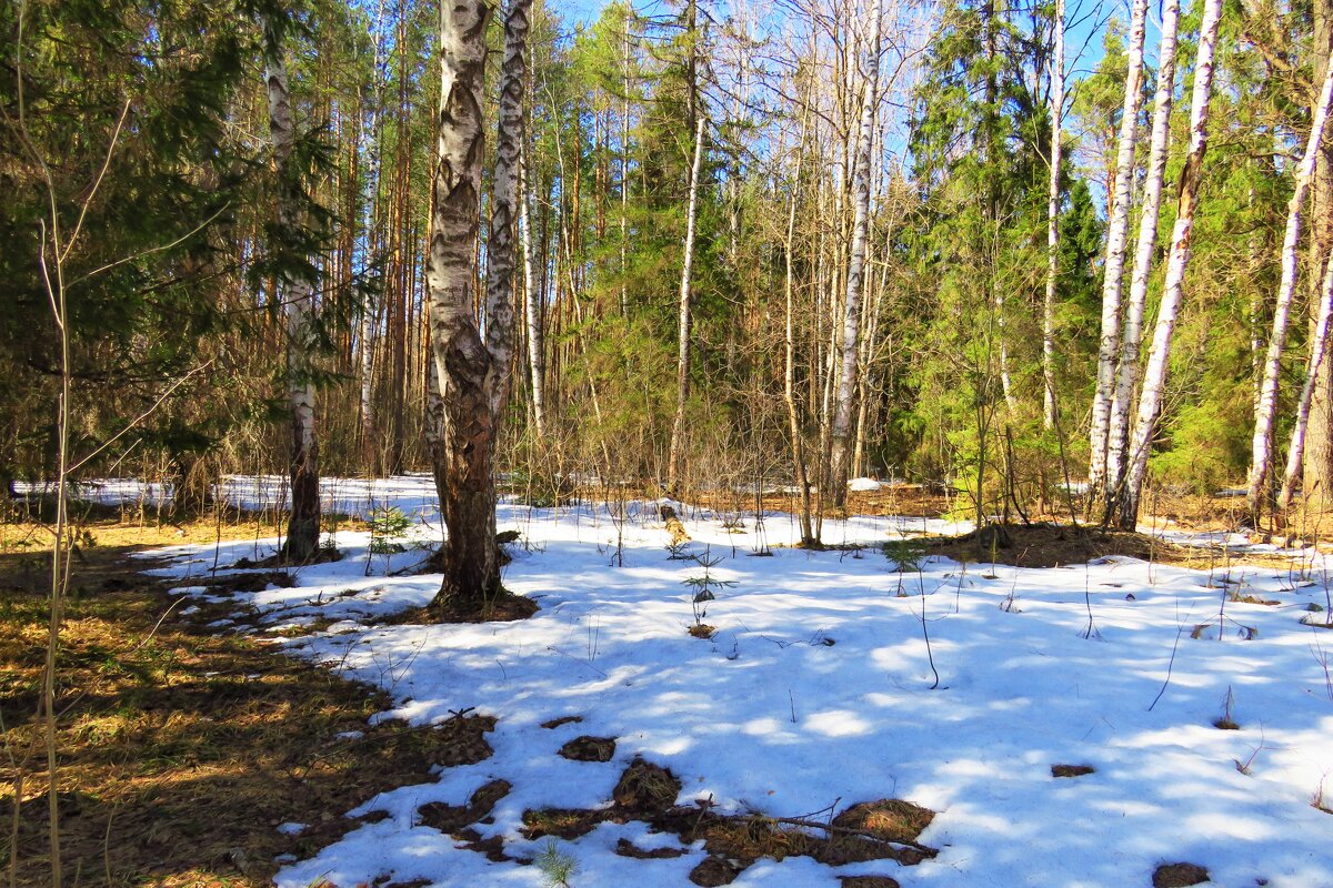Сходит лежалый снег в пробуждающемся лесу - Григорий охотник