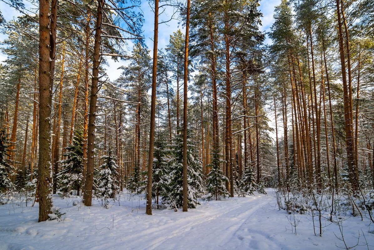 зимний лес - Виктор Pp-off