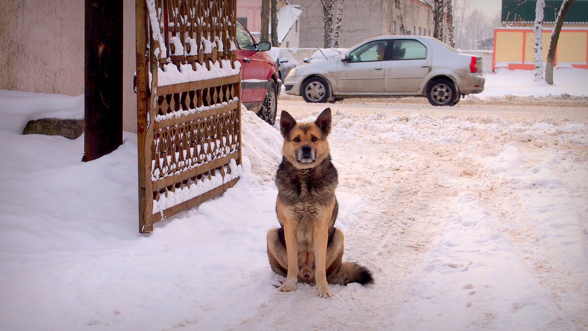 зимние собаки 8 - Александр Прокудин