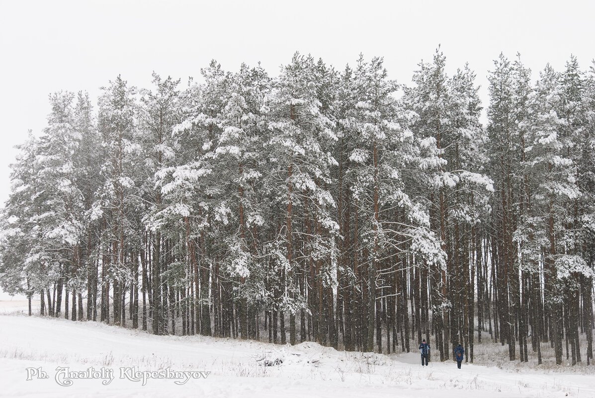 Снегопад в лесу - Анатолий Клепешнёв