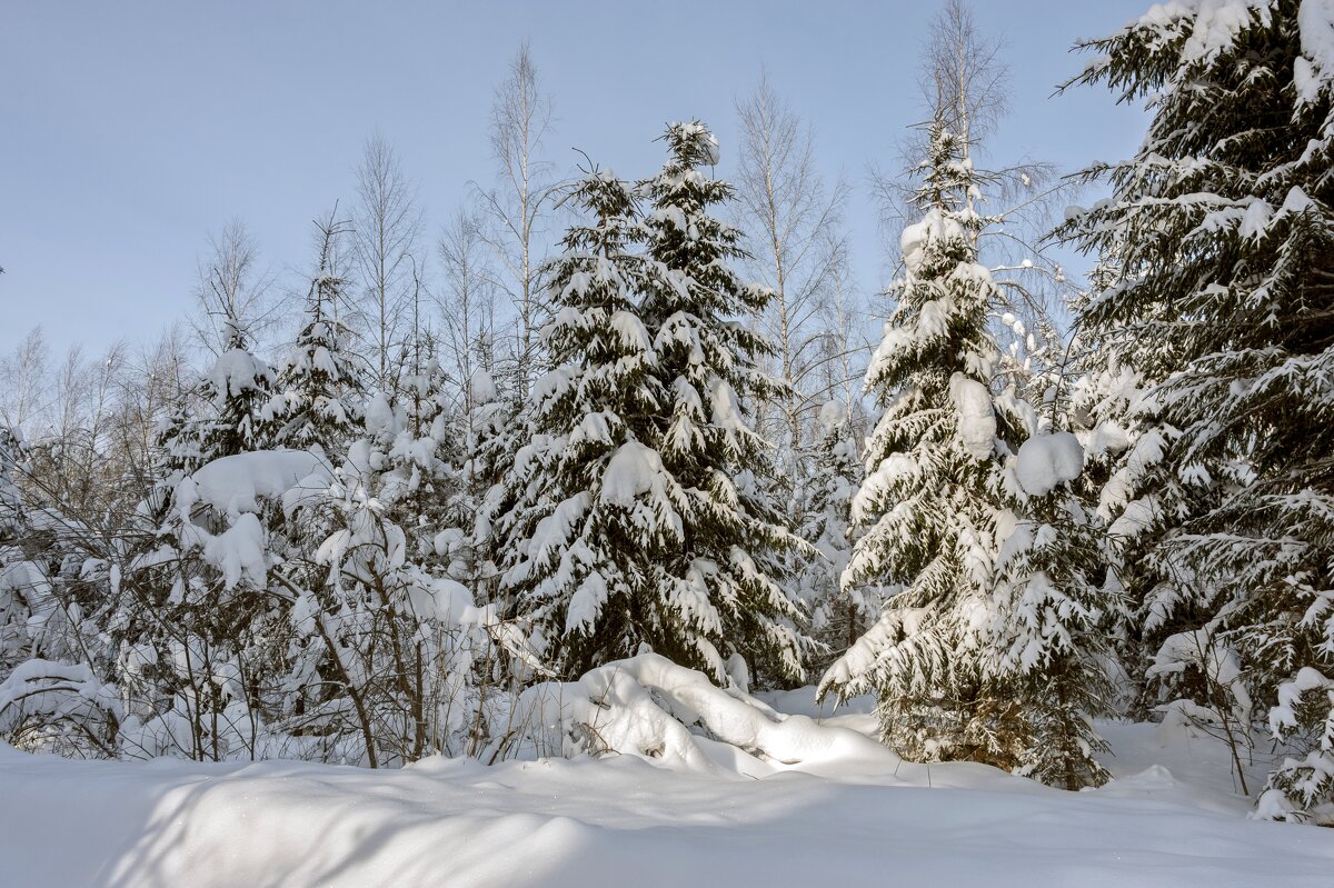 В зимнем лесу - Валерий Иванович