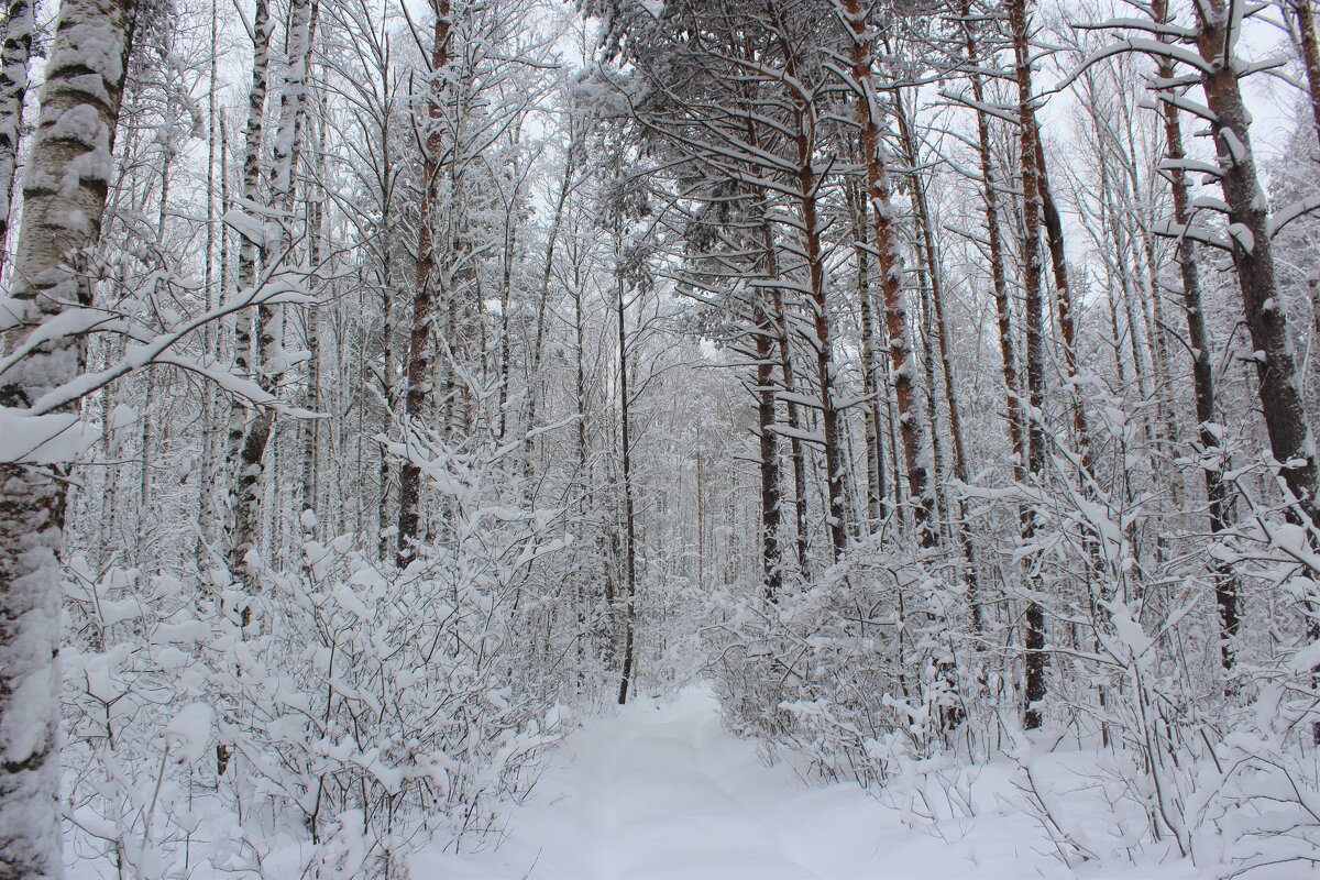 Зачарованный лес дремлет в безмятежной тишине зимы - Григорий охотник