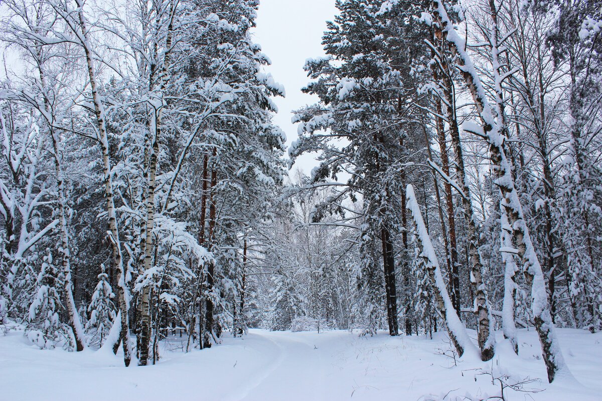 Тихо стоят деревья великаны, заколдованные зимой и ничто не шелохнется в этом снежном мире - Григорий охотник