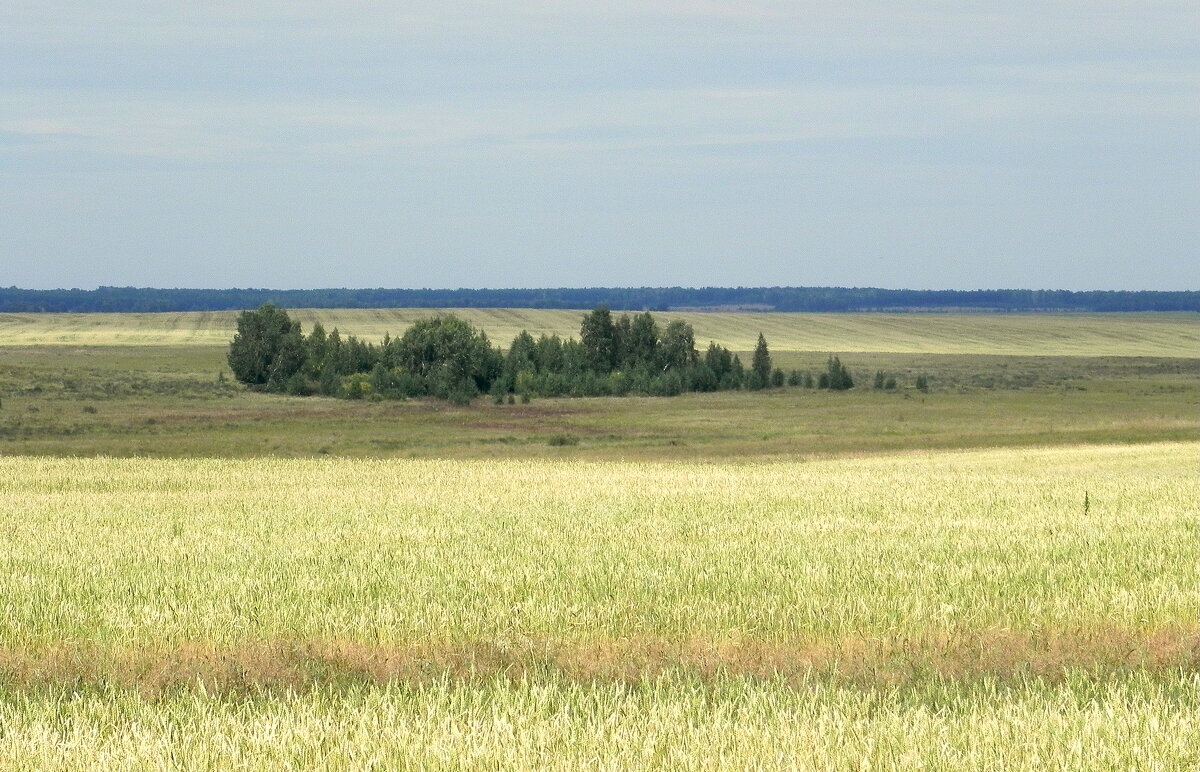 Степь. - Елизавета Успенская