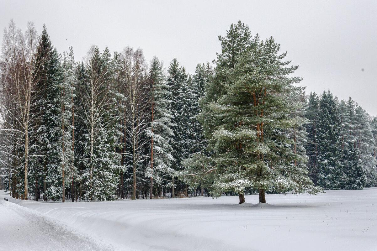 Зимний лес в снега одет - Ирина Смирнова