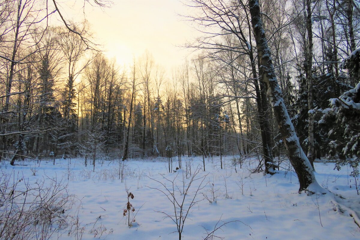 Холодное зимнее утро в пустынном лесу - Григорий охотник