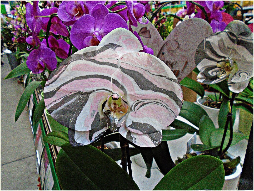 Удивительные орхидеи. - Валерия Комова