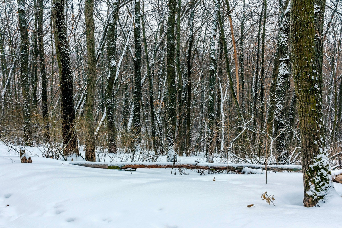 Утренний лес после снегопада