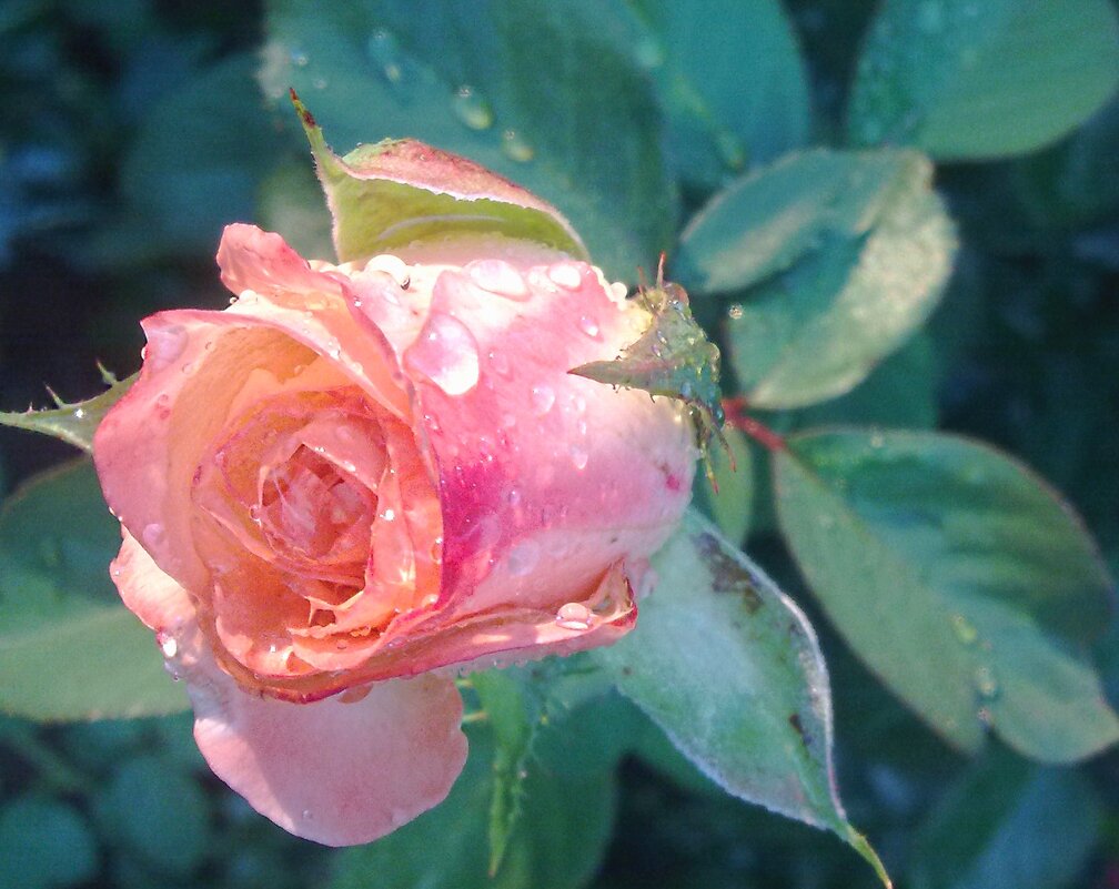 ..Усилить красоту розы, достаточно капли росы... - TAMARA КАДАНОВА