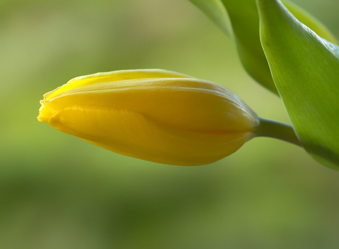 tulip - Zinovi Seniak