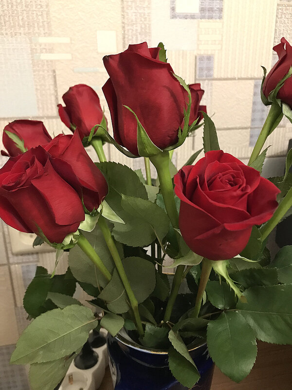 Розы - лучшие фотографии и картинки с розами | Розы, Красивые розы, Белые розы