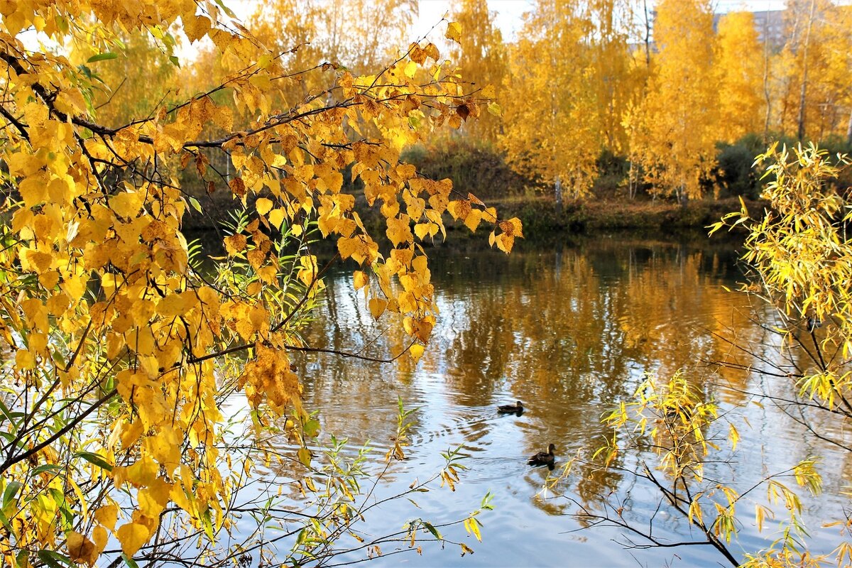 Осенний Красноярск