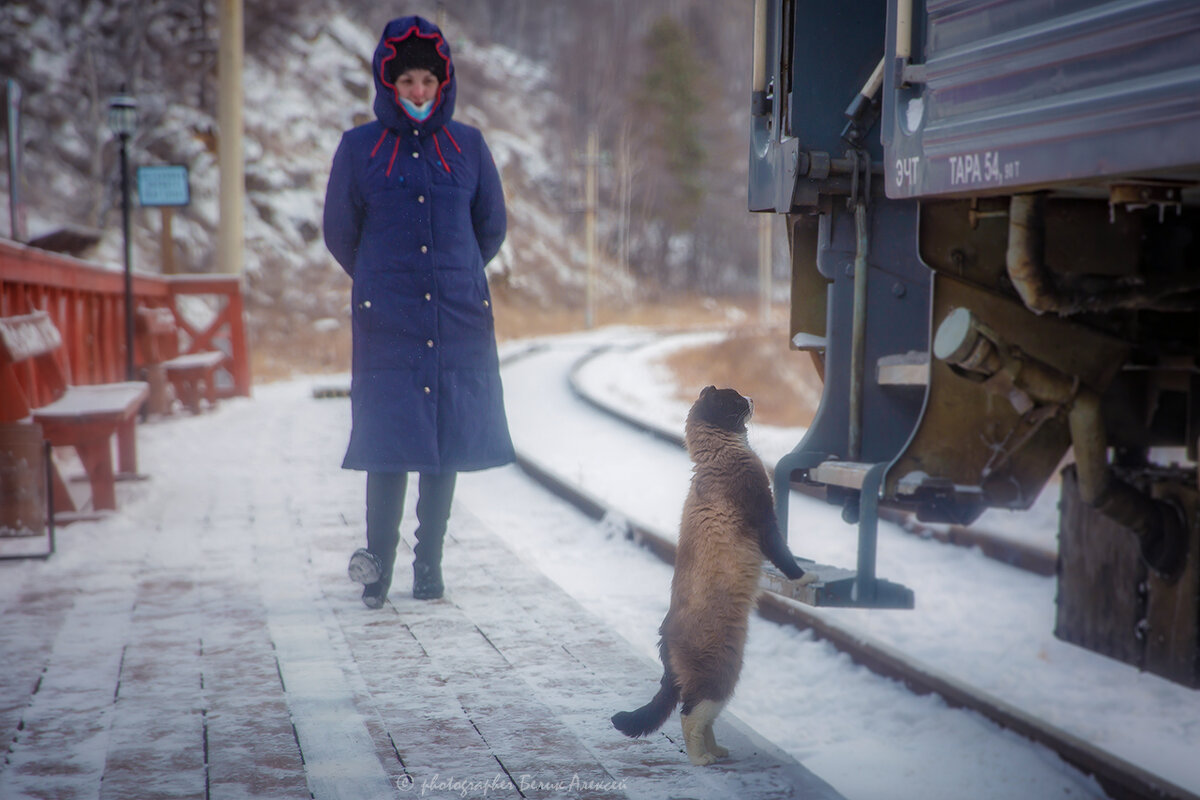 Котик встречает и ждёт рождественских подарков с туристического поезда по КБЖД - Алексей Белик