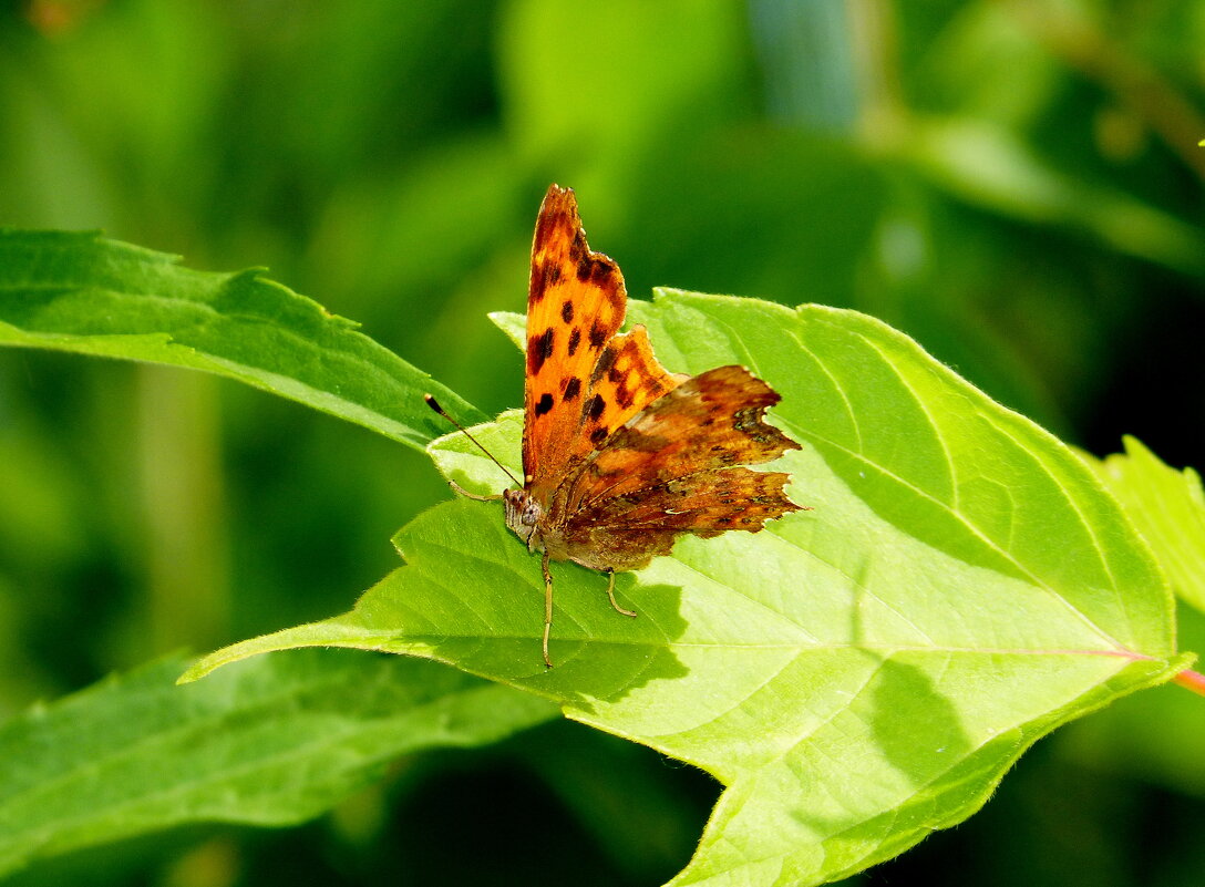 cкоро лето, бабочки...21 - Александр Прокудин