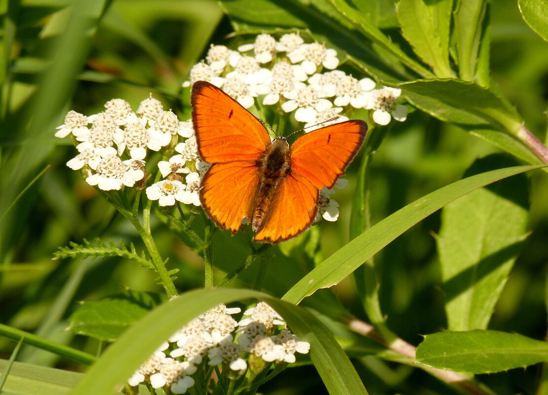 cкоро лето, бабочки...28 - Александр Прокудин