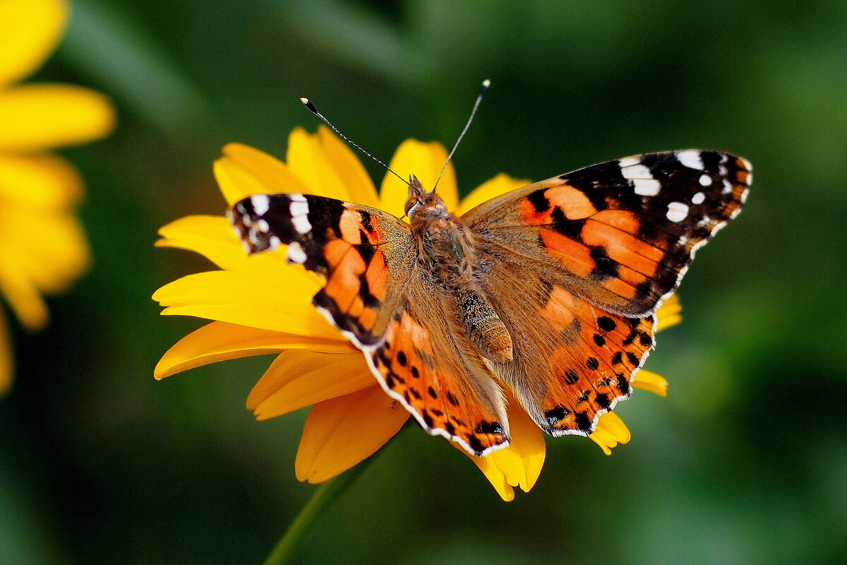 cкоро лето, бабочки...30 - Александр Прокудин