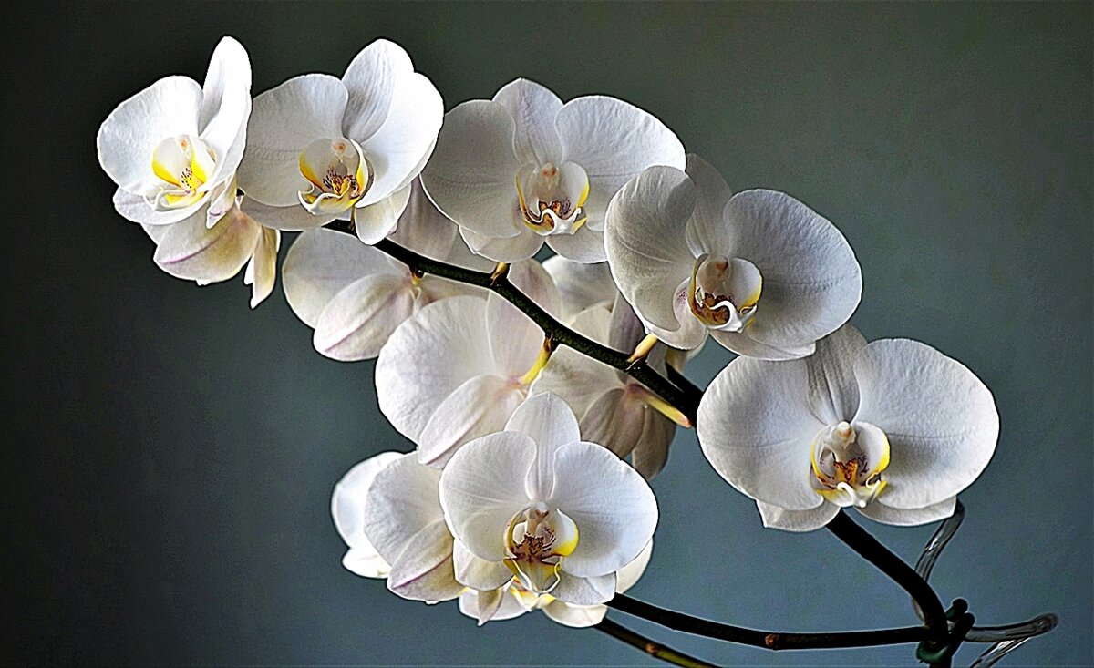 Орхидеи - Валерий Перевозчиков
