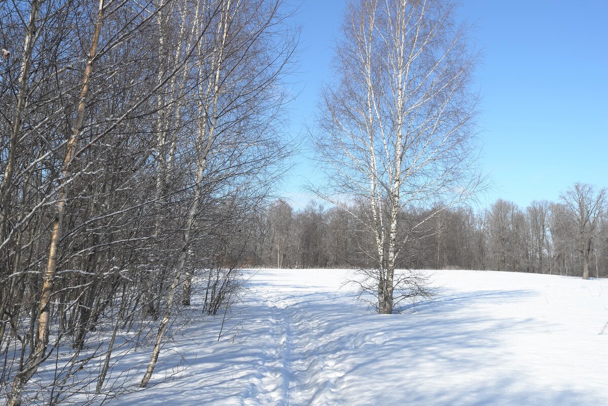Зимне-весенняя прогулка - Андрей Зайцев