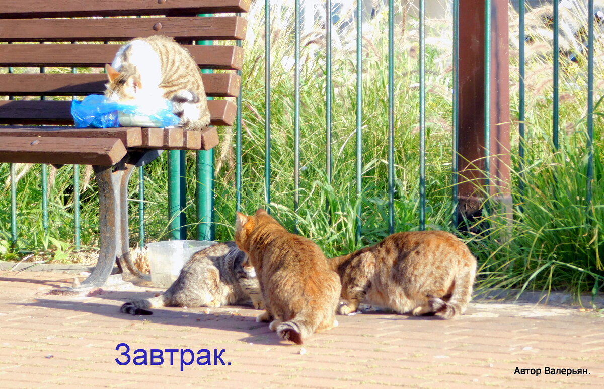 Кошки, завтрак, шабат. - Валерьян Запорожченко