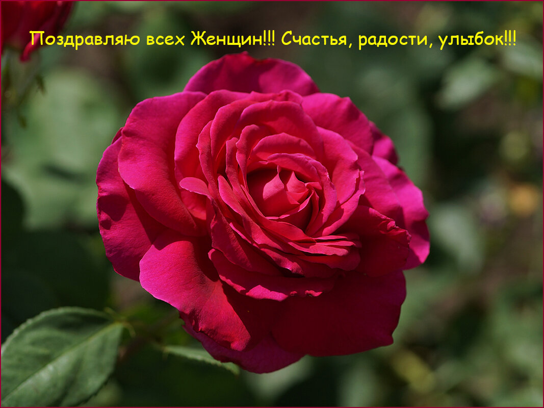 Роза в моем саду - Влад Чуев