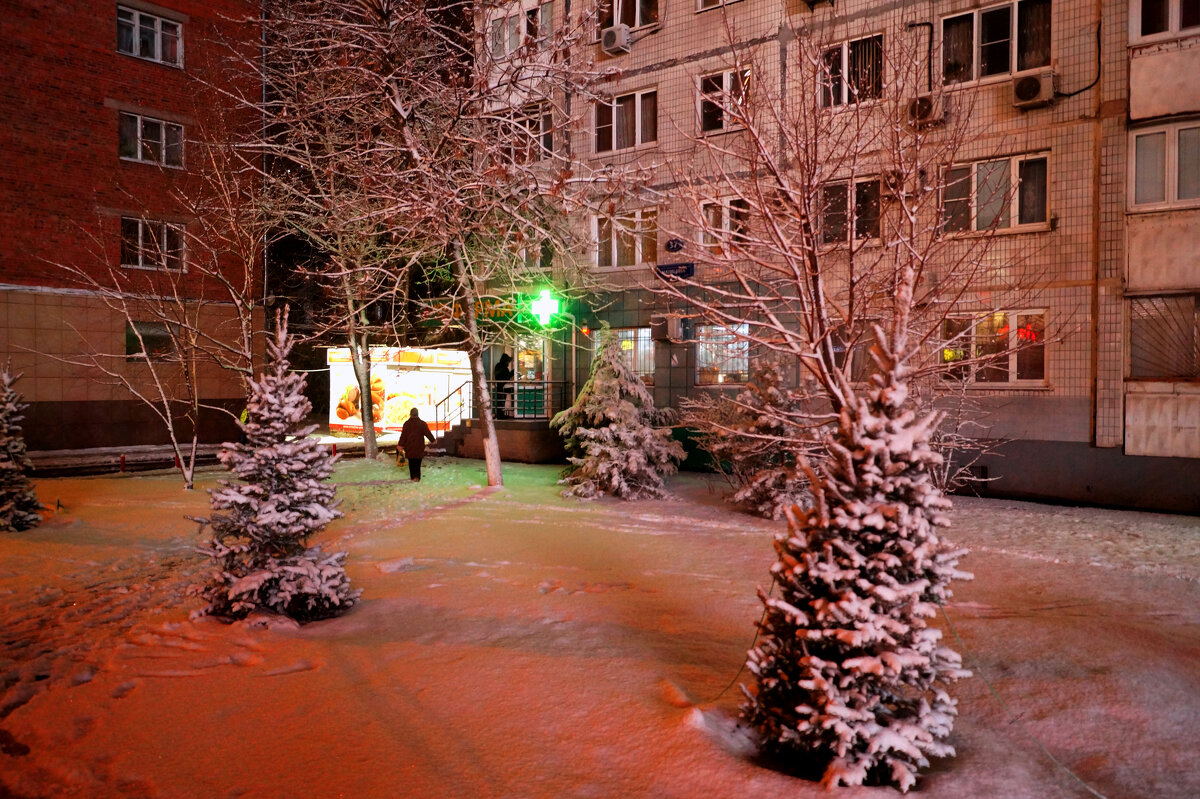 Елки в снегу - Vlad Proshin 