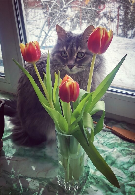 Тюльпаны и кот Василий - Борис 