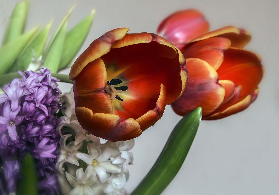 Тюльпаны - Alexander Andronik