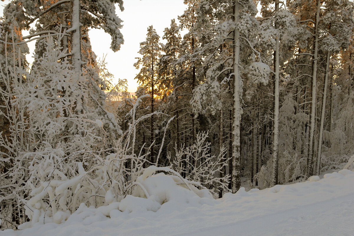 Зимний лес - skijumper Иванов