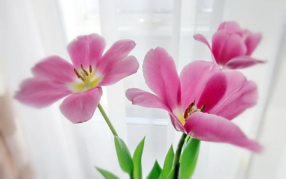 Тюльпаны - нежный всплеск Весны... - Ольга Елисеева
