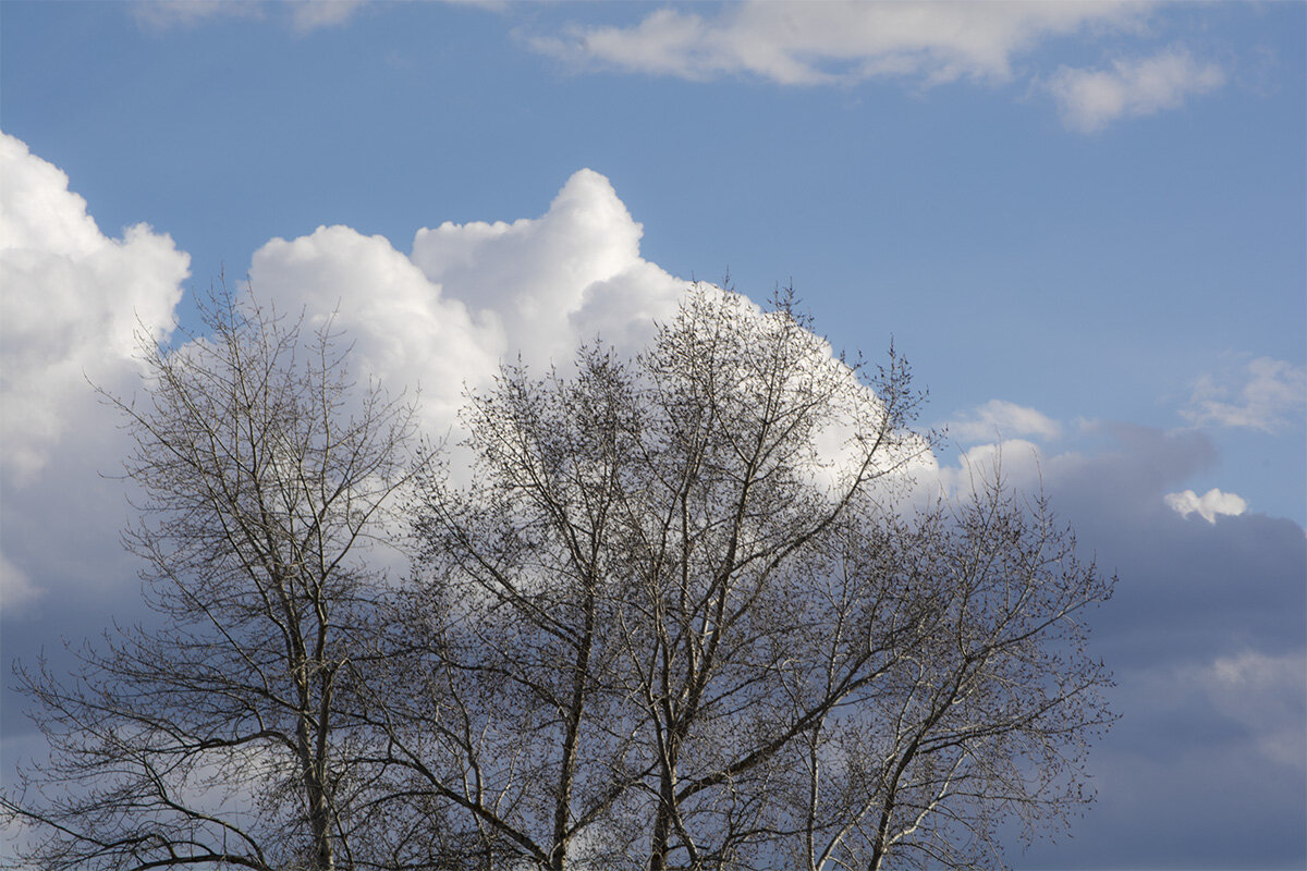 Облако и дерево встретились в небе. - Марина Никулина