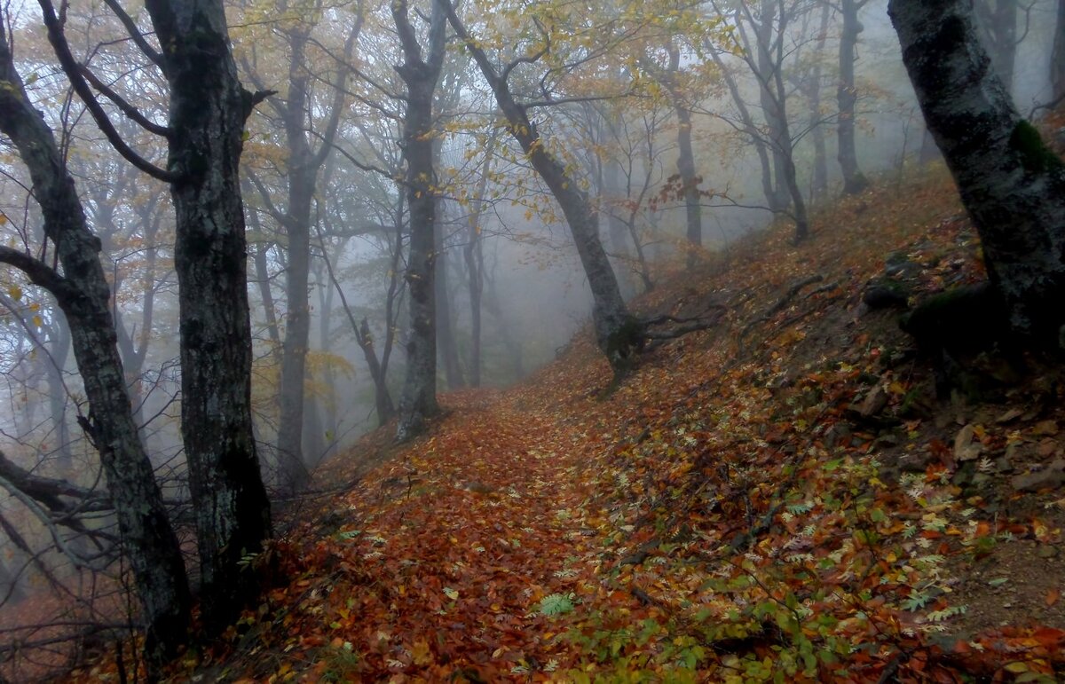 Осенние тропы...... - Юрий Цыплятников