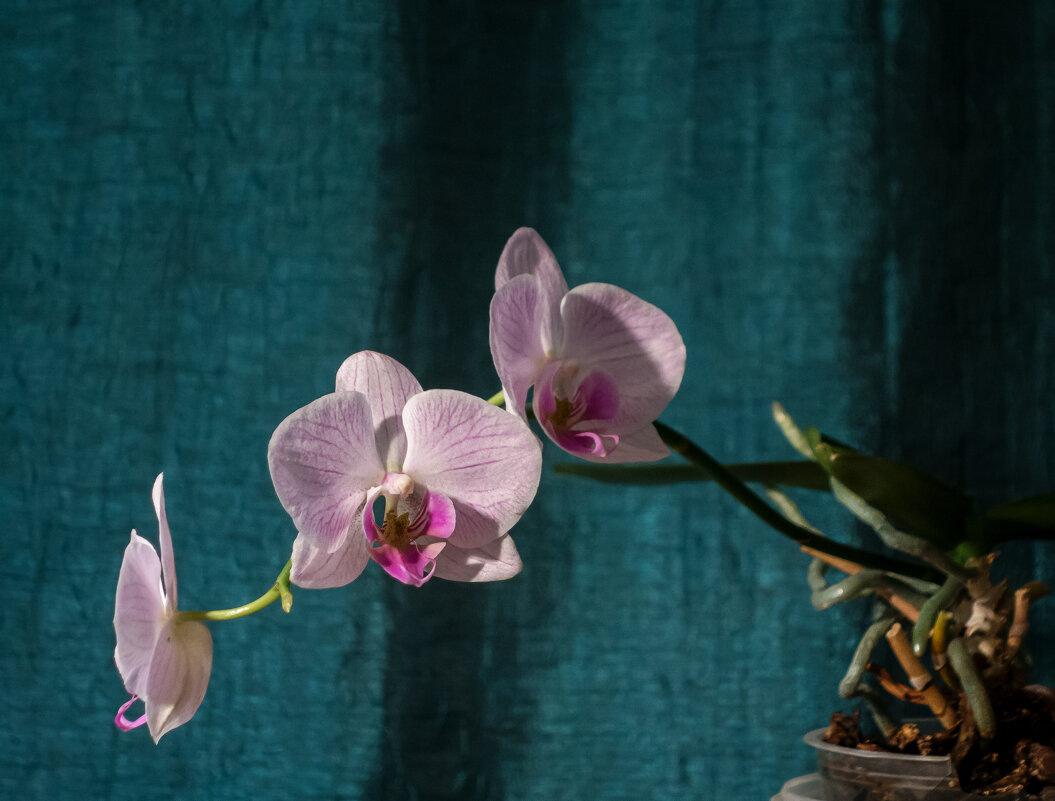 орхидея - Яна Магик