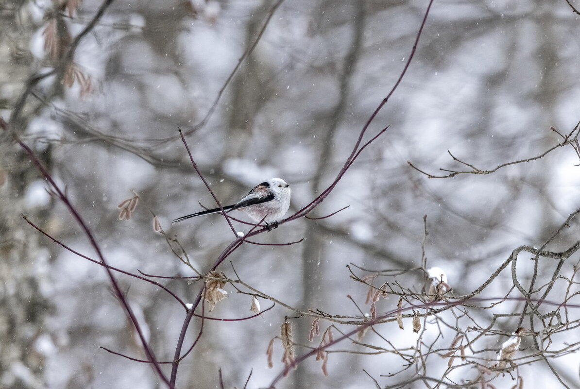 зимний лес, птички - юрий макаров