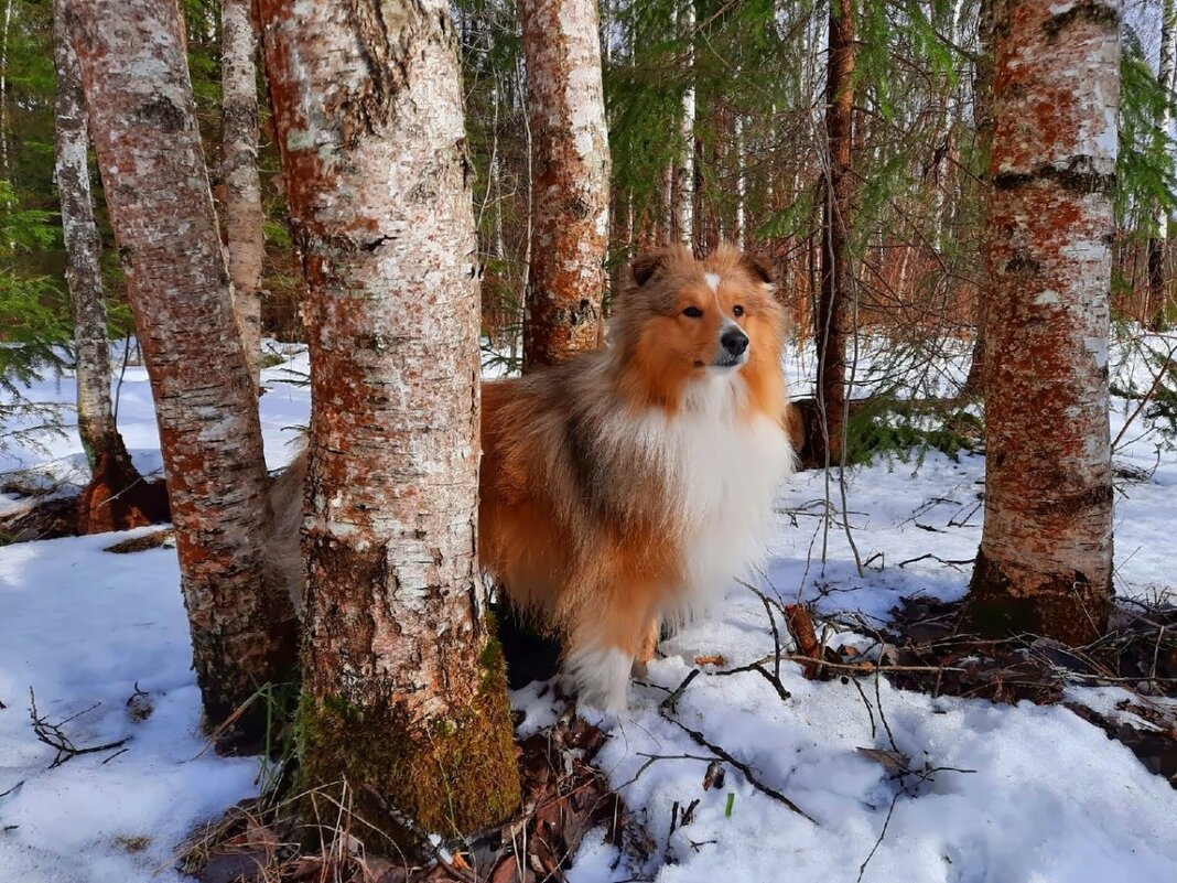 лес в марте, последний снег - Валерия Яскович