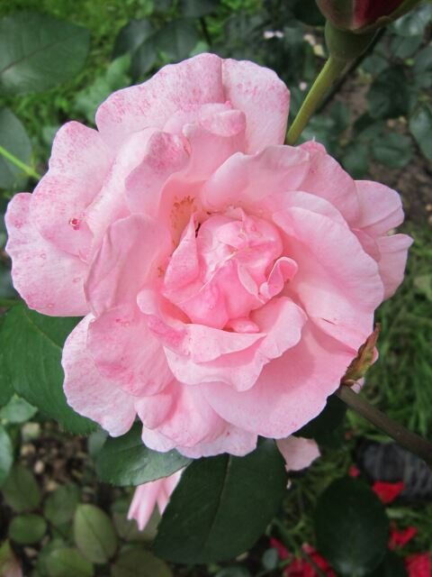 Розовая роза - Дмитрий Никитин