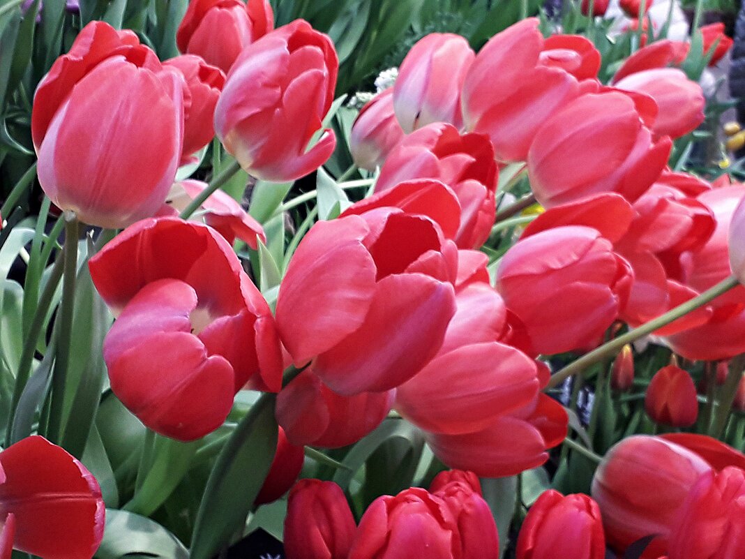 Большие тюльпаны - Лидия Бусурина