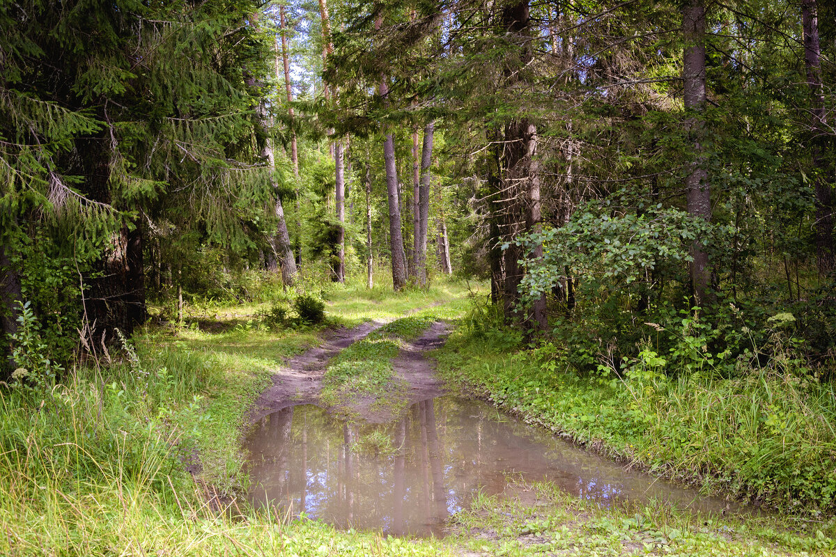 Дорога в лесу - AVI 