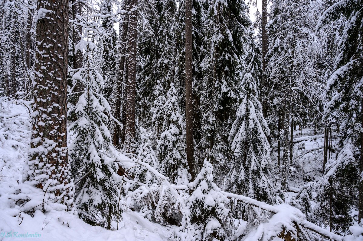 Зимний лес - Константин Шабалин