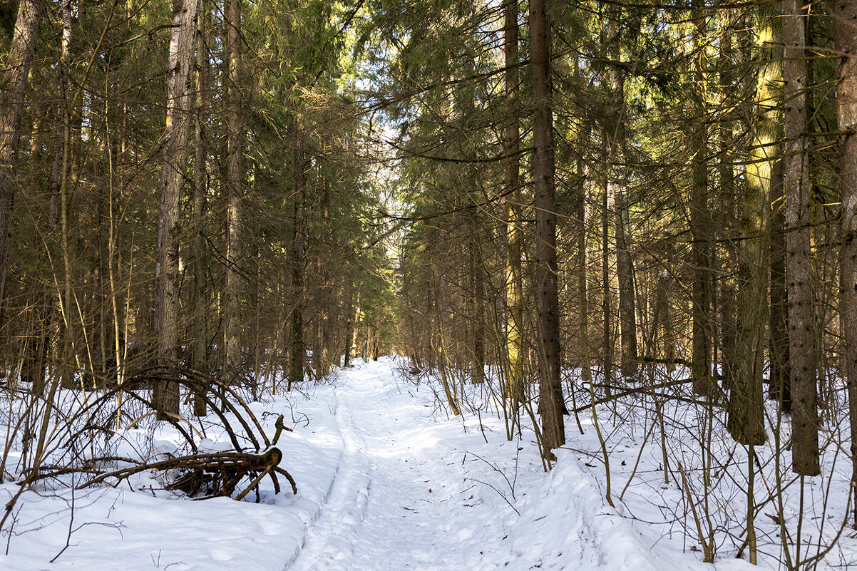 forest paths - Zinovi Seniak