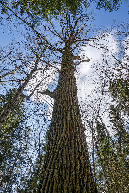 oak - Zinovi Seniak