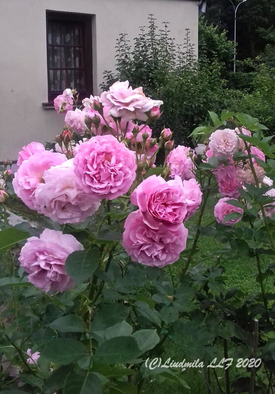 Розовые розы... - Liudmila LLF