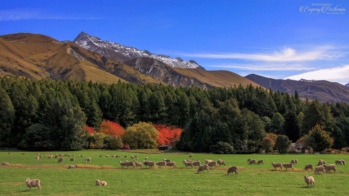 Осень в Новой Зеландии - Евгений Печенин